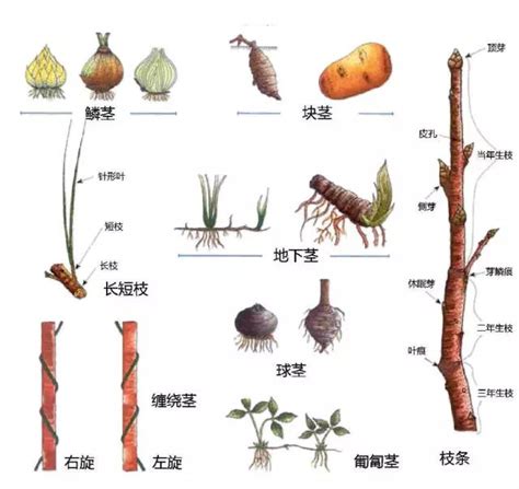 植物的繁殖小五